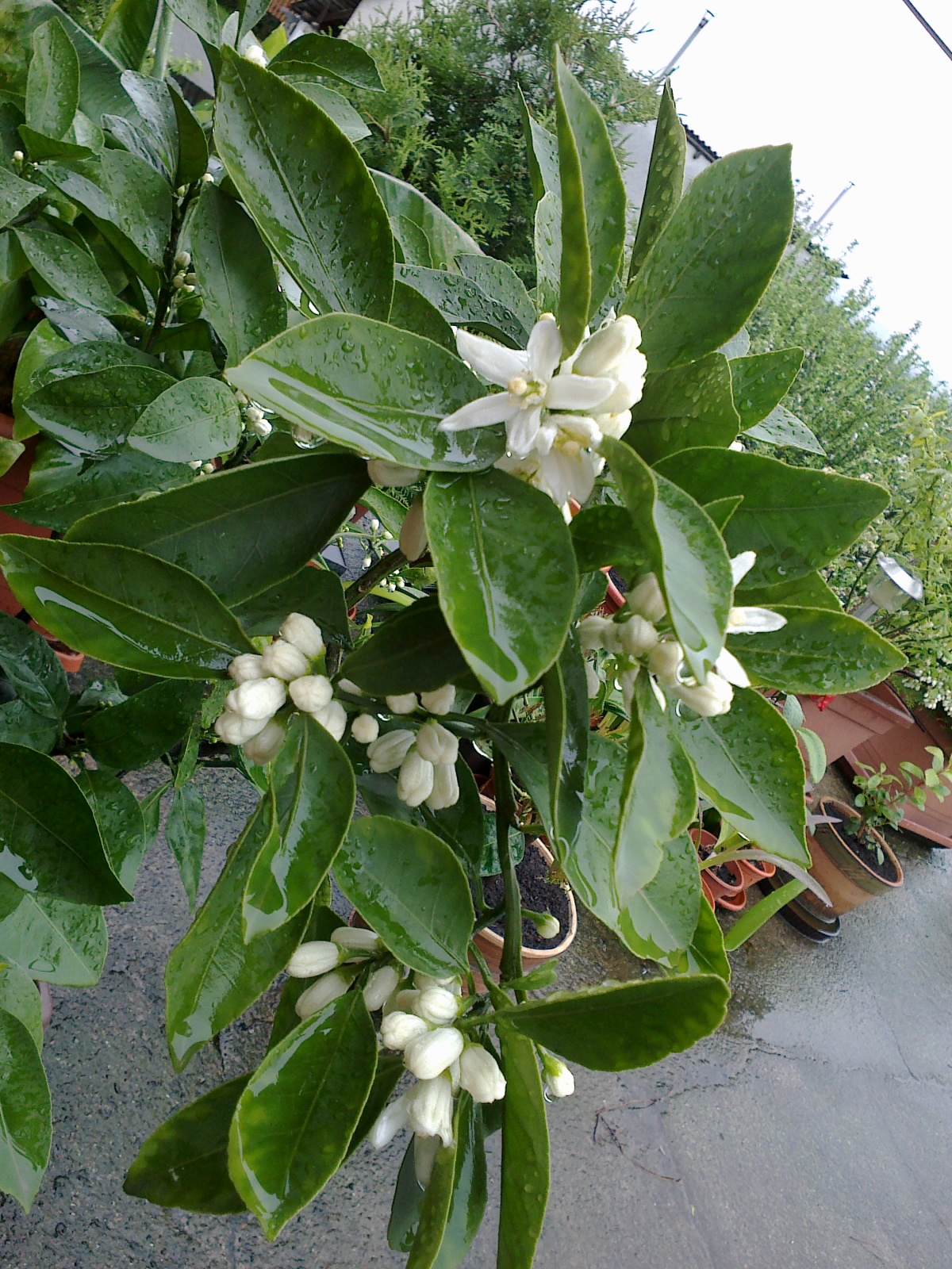 citrus